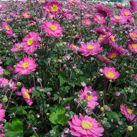 Anemone Planting & Growing Guide – Easy To Grow Bulbs