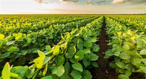 New Jersey Farmers Plan To Plant 100 Thousand Acres Of Soybeans