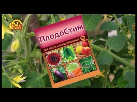 Томат скороспелый ВКУСНИКА - YouTube