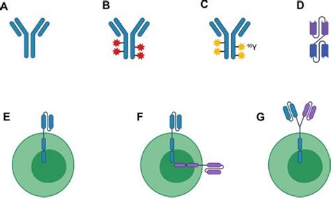 Full Article Targeting CD22 For The Treatment Of B Cell Malignancies