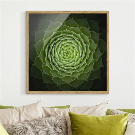 Mandala Sukkulente Bild Mit Rahmen Als Quadrat Bilderwelten