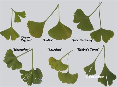 Different Types Of Ginkgo Biloba Tree Varieties Species 41 Off