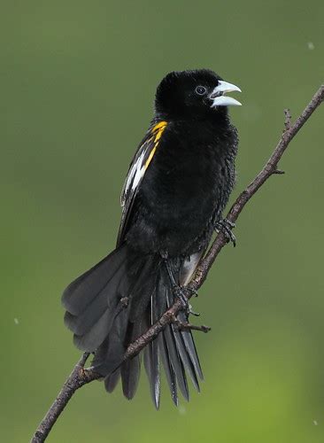 White Winged Widowbird Euplectes Albonotatus At Pilanesb Flickr