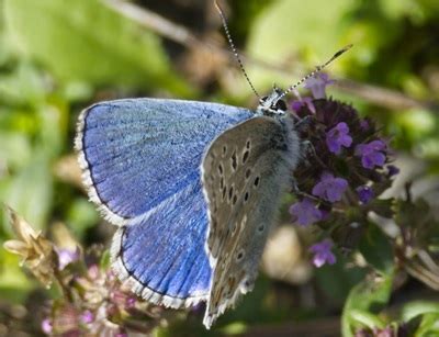 A Journey into the World of Endangered Butterflies