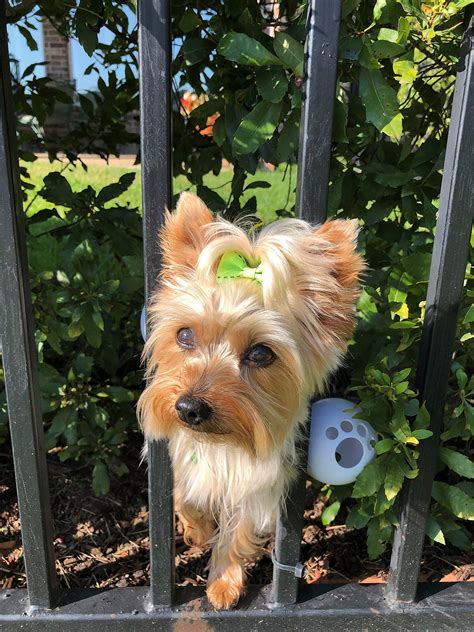 How Do I Keep My Dog From Escaping The Yard