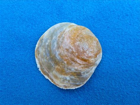 jingle  love shelling