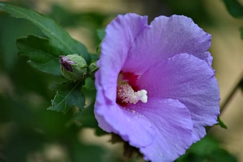 Foto gratis: botanica, rami, Dettagli, germoglio di fiore, giardino di