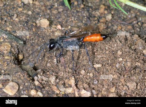 Digger Wasp Sphex Rufocinctus Entering At Nest On Ground Stock Photo