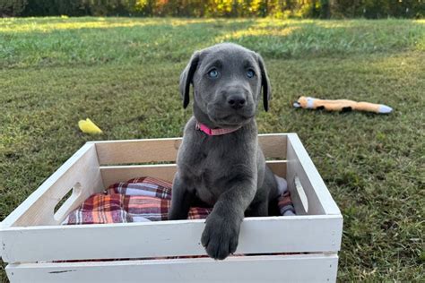 Freya Labrador Retriever Puppy Pawrade