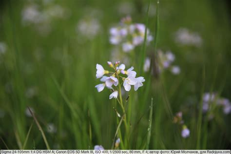 Sigma A 24-105 / 4 DG OS HSM. Review from the reader Radozhiva | Happy