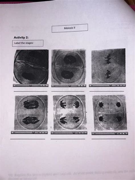 Solved Activity 2: Label the stages: Meiosis I 41 1 $1 Aw | Chegg.com