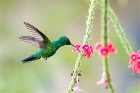 Pretty Shiny Blue Hummingbird Feeding On Pink Flowers Pastel Colored