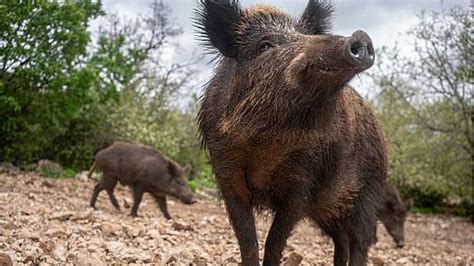 Salerno Coldiretti Stop A Cinghiali E Fauna Selvatica Incontrollata