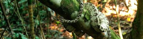 25 Surprising Snake Facts About These Slithering Reptiles