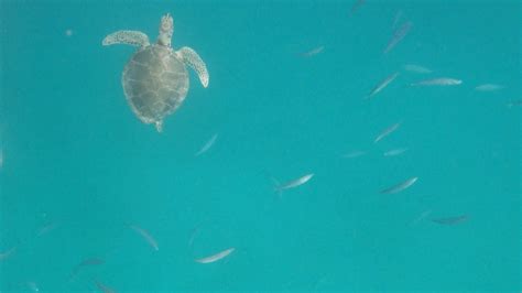 Barbados Snorkeling – Carlisle Bay and Holetown