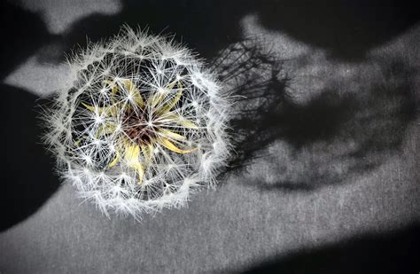 Брошь «Одуванчик» | Пикабу