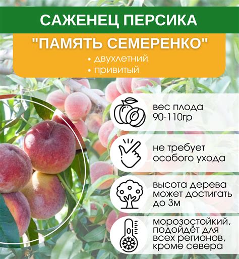 Купить саженцы Персик Память Семеренко с доставкой! | Florali-Flor