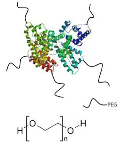 PEGylation Sites & PEGylation Heterogeneity Identification Service ...