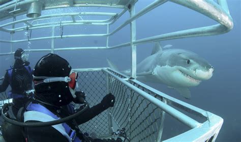 Swimming With Sharks