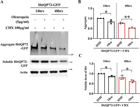 Frontiers Oleuropein Enhances Proteasomal Activity And Reduces Mutant