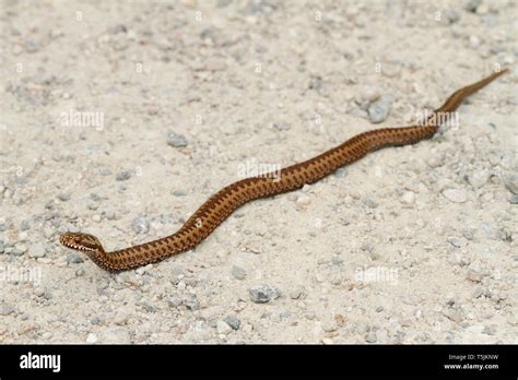 Common Viper Vipera Berus Stock Photo Alamy