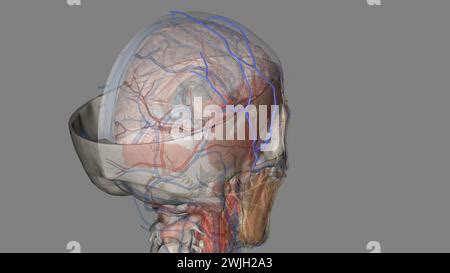 The Superficial Temporal Vein Courses Down From The Midparietal Region