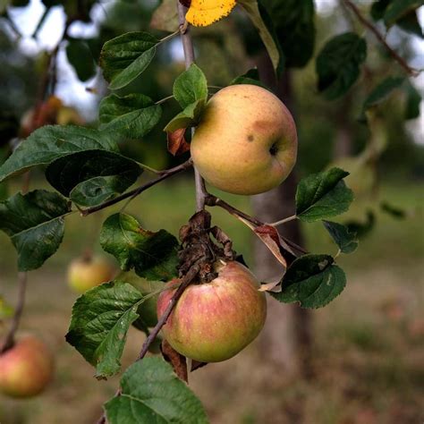 Tratamiento de otoño invierno para árboles frutales BioHuerto