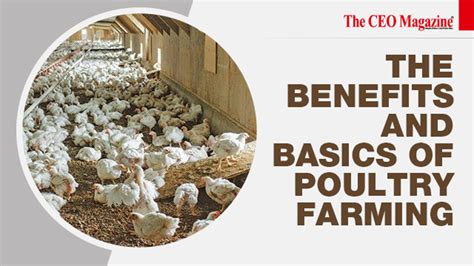 The Benefits And Basics Of Poultry Farming