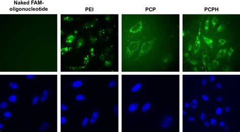 Confocal Fluorescence Microscopy Images Of Hepg Cells Treated With