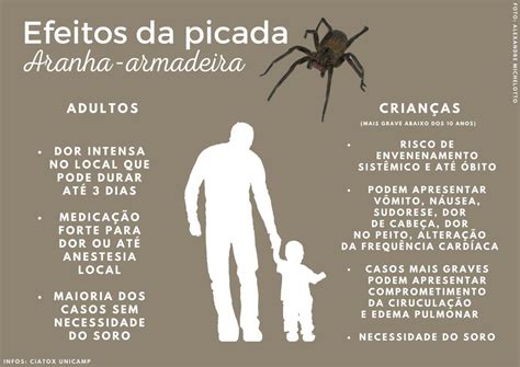 Aranha Armadeira Sintomas Da Picada - Sintomas De Picadas De Aranha Domestica Aranha Violino é Comum No