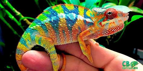 panther chameleon for sale online | panther chameleons for sale near me