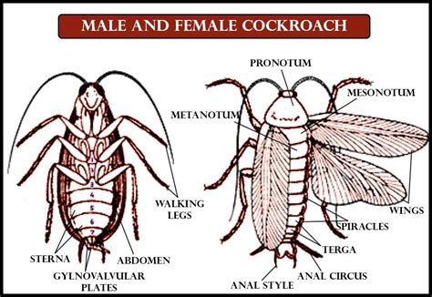 Differentiate Between Male And Female Cockroaches On The Basis Of