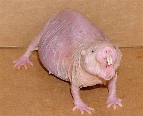 The Naked Mole Rat Guaranteed Cancer Free