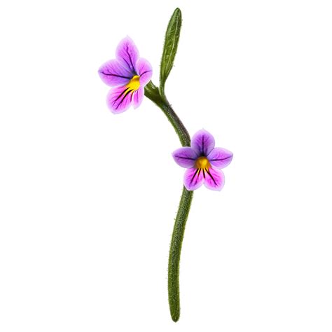Wishbone flower Torenia fournieri with small trumpet shaped flowers in