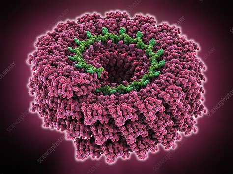 Tobacco Mosaic Virus Molecular Model Stock Image C