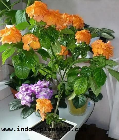 Crossandra Infundibuliformis Acanthaceae Firecracker Flower Plant ...