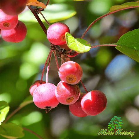 crabapple tree prairie fire 5