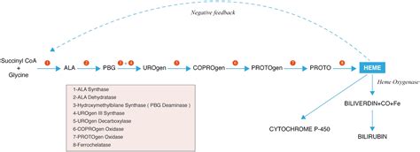 Acute Hepatic Porphyria