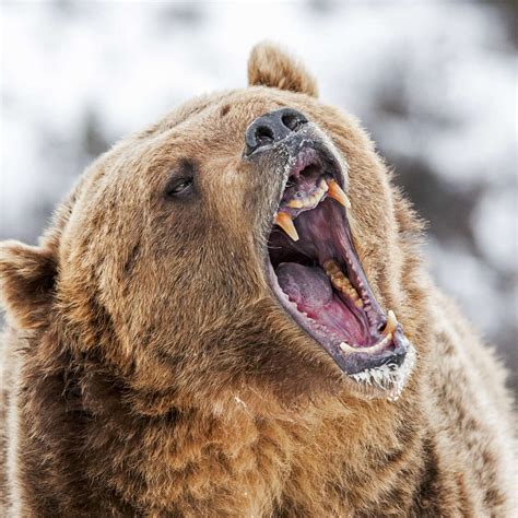 Roaring Grizzly Bear Wall Art | Photography