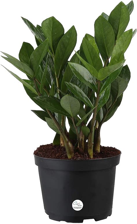 Amazon Costa Farms Zz Zamioculcas Zamiifolia Planta De Interior