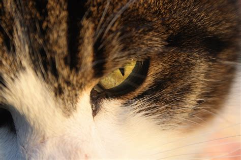 Cat Animals Portrait Green Eyes Photography Nose Multiple Display