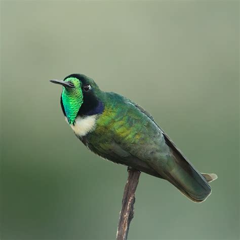 Beija Flor De Gravata Verde - Foto beija-flor-de-gravata-verde (Augastes scutatus) Por Ester Ramirez ...