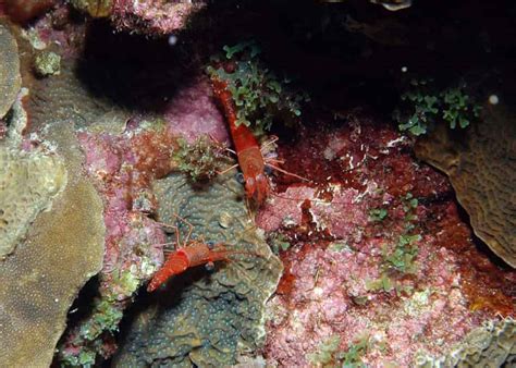O Que Os Gambas Comem - Qué comen las gambas, en su hábitat natural y en acuarios