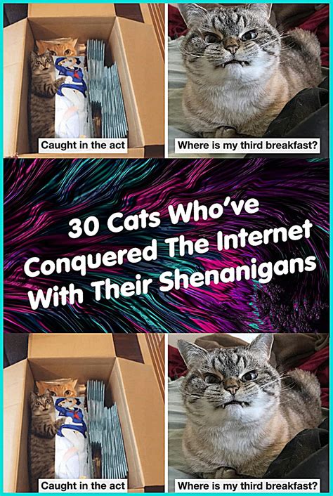 30 cats who ve conquered the internet with their shenanigans – Artofit