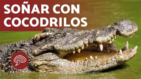 Qu Significa So Ar Con Cocodrilos Descubre Su Significado Revista Tcn