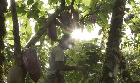 História do cacau produzido na Bahia é tema do Caminhos da Reportagem