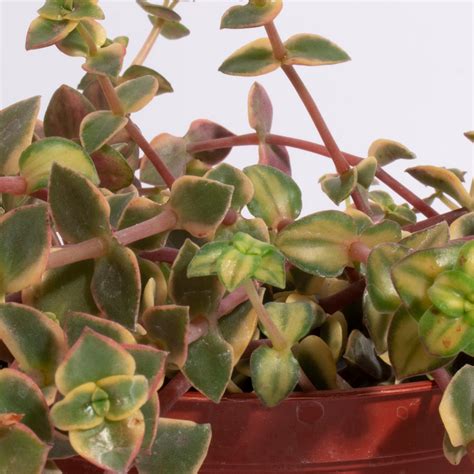 Crassula Calico Kitten Varigata In 6 Grow Pot Shop Succulents