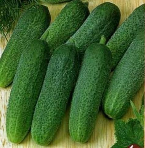 Кустовые огурцы сорта самоопыляемые. Какой сорт самоопыляемых огурцов ...