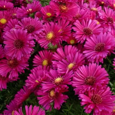 Астра Кассел ОКС купить за 550 р. в садовом центре АСТ Медовое