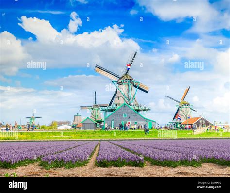 Dutch Wind Mills Stock Photo Alamy